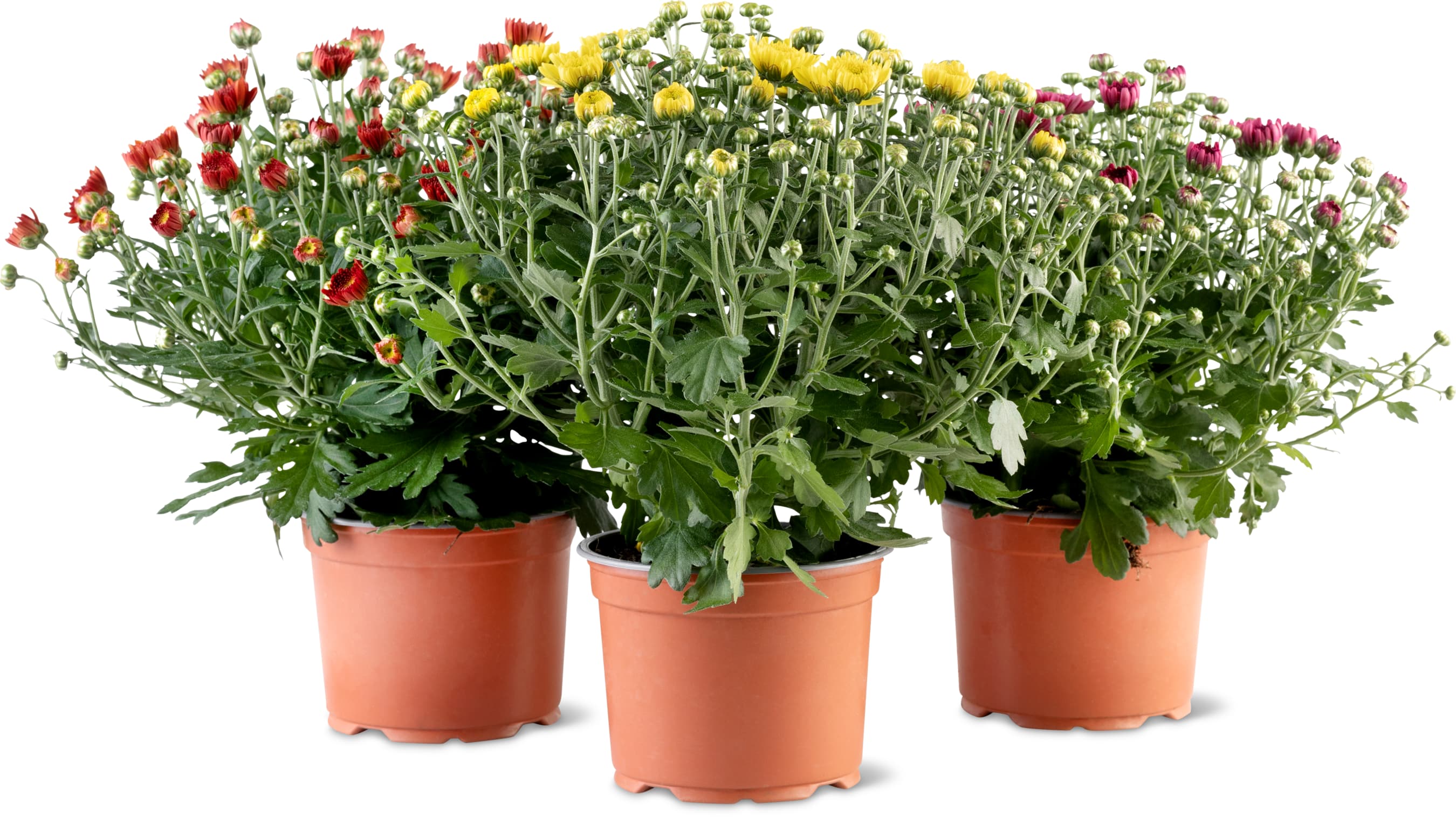 Chrysanthemen